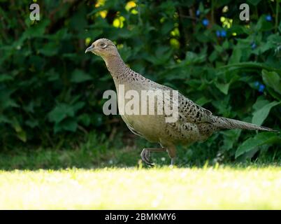 Una Female Phasant (Phasianus colchicus) prima sera, Warwickshire Foto Stock