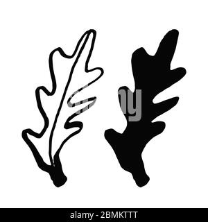 Imposta rucola in stile doodle isolato su sfondo bianco. Profilo e silhouette vettoriali disegnati a mano semplice illustrazione. Prodotto ecologico. Verdi sani. D Illustrazione Vettoriale