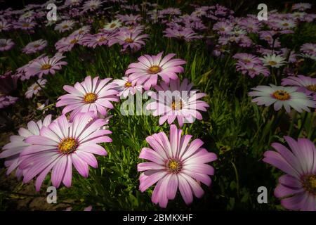 Primo piano dei fiori rosa primaverili della Daisy africana, o Osteospermum, in un parco di confine, Blackpool, Lancashire, Inghilterra, Regno Unito Foto Stock