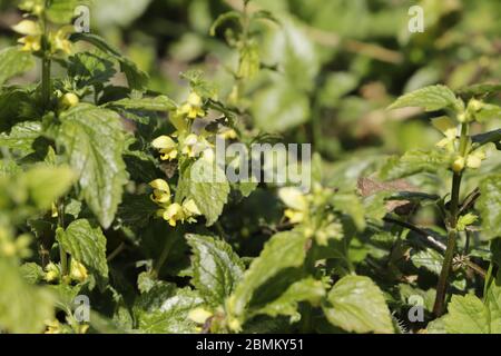 fiori di sonaglino gialli che crescono in natura Foto Stock