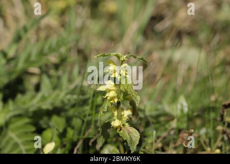 fiori di sonaglino gialli che crescono in natura Foto Stock