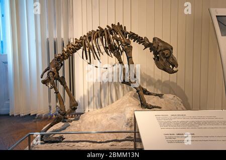 Scheletro di orso grotta (Ursus spelaeus), Museo sloveno di storia naturale, Lubiana, Slovenia Foto Stock
