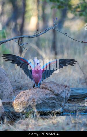 Terre rosa (rosate) di scarafaggi, ali estese, accanto a un buco d'acqua nel Queensland occidentale pronto a dissetarsi. Foto Stock