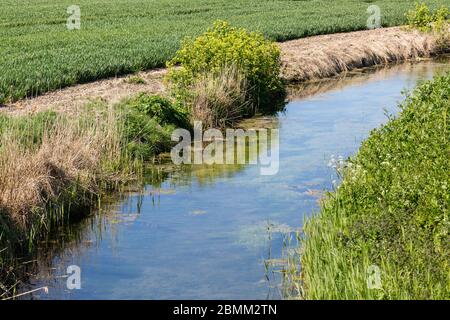 Acqua nel canale di drenaggio attraverso terreni coltivabili, Hollesley, Suffolk, Inghilterra, Regno Unito Foto Stock