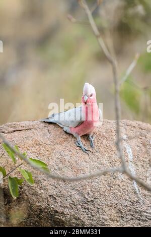 Lo scarafaggio rosa (arrosto) atterra in modo guerrido su un masso di granito accanto ad un buco d'acqua nel Queensland occidentale pronto a dissetare la sua sete. Foto Stock