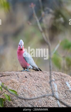 Lo scarafaggio rosa (arrosto) atterra in modo guerrido su un masso di granito accanto ad un buco d'acqua nel Queensland occidentale pronto a dissetare la sua sete. Foto Stock