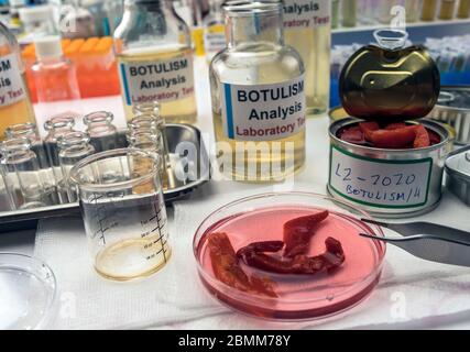 Uno scienziato di laboratorio esperto analizza peperoni rossi da un alimento inscatolato può analizzare l'infezione botulistica in gente malata, immagine concettuale Foto Stock