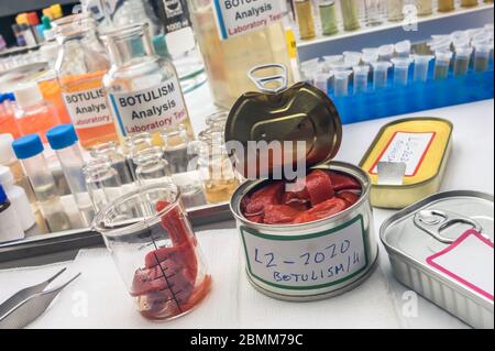 Uno scienziato di laboratorio esperto analizza peperoni rossi da un alimento inscatolato può analizzare l'infezione botulistica in gente malata, immagine concettuale Foto Stock