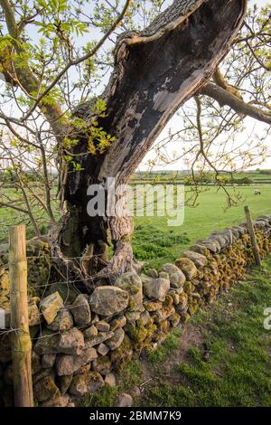 Lungo albero di frassino Preston Foto Stock