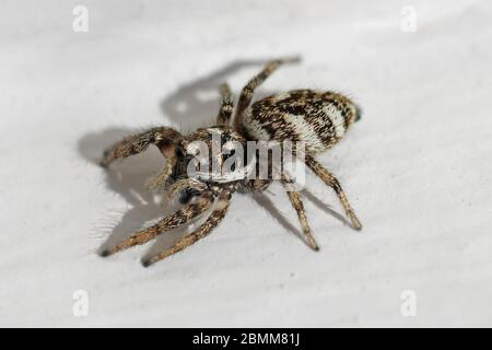 Zebra Spider (Salticus scenicus) Foto Stock