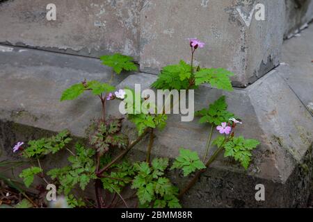 Erba Robert, Geranium robertianum, che cresce da vecchia lapide in cimitero. Midlands occidentali. REGNO UNITO Foto Stock