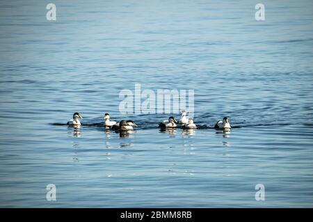 Un gregge di anatre eider maschili (Somateria mollissima) che si esibiscono sull'acqua ad un'anatra femminile, Lady Isle, Scozia, Regno Unito Foto Stock