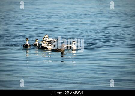 Un gregge di anatre eider maschili (Somateria mollissima) che si esibiscono sull'acqua ad un'anatra femminile, Lady Isle, Scozia, Regno Unito Foto Stock