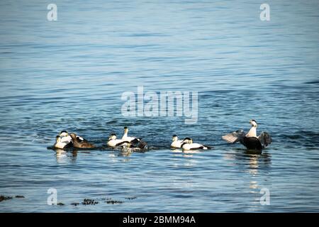 Anatre eider maschili (Somateria mollisima) che si esibisce sull'acqua ad un'anatra femminile, Lady Isle, Scozia, Regno Unito Foto Stock