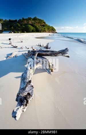 Driftwood su una spiaggia caraibica ad Antigua. Foto Stock