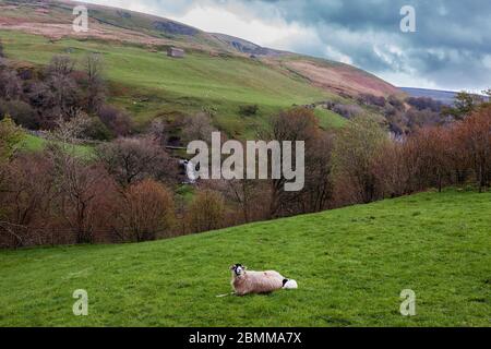 Pascolo domestico su Keld Lane, Swaledale, North Yorkshire, Inghilterra, Regno Unito Foto Stock