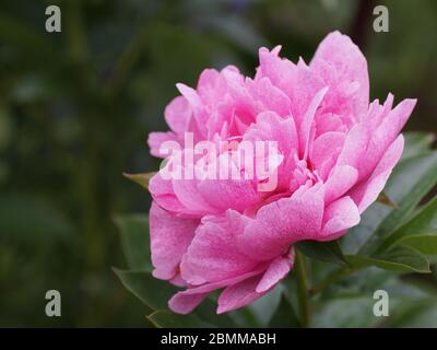 Peony l'alba. Fiore doppio rosa di peonia. Bella rosa fiore di peonia nel giardino.