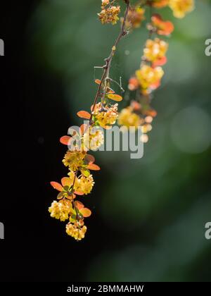 Fiori e foglie di barberry (Berberis vulgaris) retroilluminati su sfondo scuro. Foto Stock