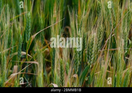 Primo piano di orzo ( Hornem vulgare ) che cresce in un campo di Evros Grecia Foto Stock