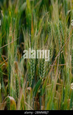 Primo piano di orzo ( Hornem vulgare ) che cresce in un campo di Evros Grecia Foto Stock