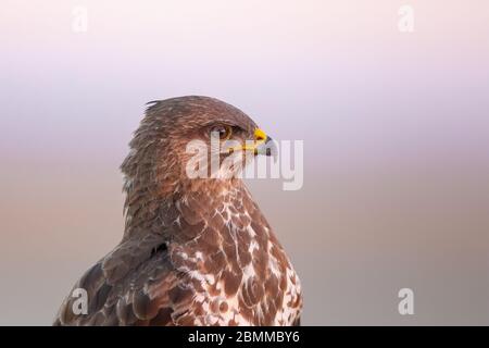 Ritratto di Buzzard comune (Buteo buteo) su sfondo morbido Foto Stock