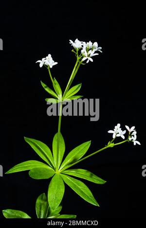 Primo piano studio di un Galium odoratum (dolce Woodruff) Foto Stock