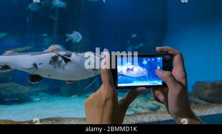 La donna prende la foto in oceanarium. Tecnologia e concetto di intrattenimento Foto Stock