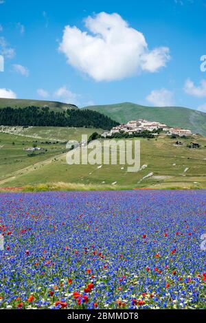 I prati fioriscono nella pianura di Castelluccio in Umbria in Italia durante la fioritura delle lenticchie nel mese di luglio Foto Stock