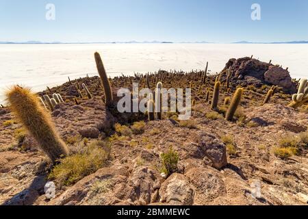 L'isola di Incahuasi (isola di Cactus) si trova sul Salar de Uyuni, la più grande area di sale al mondo, in Bolivia Foto Stock