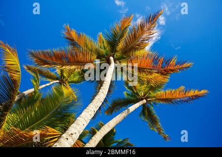 Bellissime palme da cocco dal basso con forte effetto polarizzatore. Foto Stock