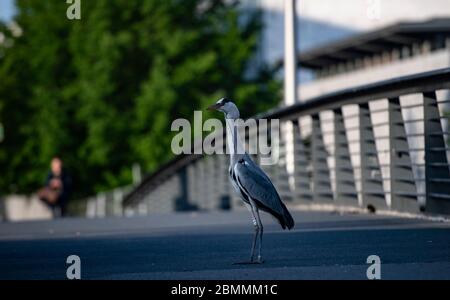 Berlino, Germania. 8 maggio 2020. Un airone (Ardeidae) si trova su un ponte e guarda i pescatori. Credit: Paul Zinken/dpa-Zentralbild/ZB/dpa/Alamy Live News Foto Stock