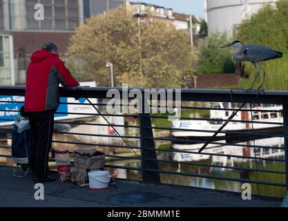 Berlino, Germania. 8 maggio 2020. Un airone (Ardeidae) si erge su una ringhiera di un ponte e osserva i pescatori. Credit: Paul Zinken/dpa-Zentralbild/ZB/dpa/Alamy Live News Foto Stock