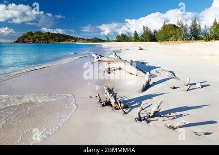 Driftwood su una spiaggia caraibica ad Antigua. Foto Stock