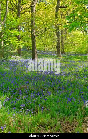 Bluebells in West Wood in Honley vicino Holmfirth, West Yorkshire, Inghilterra, Regno Unito. Foto Stock