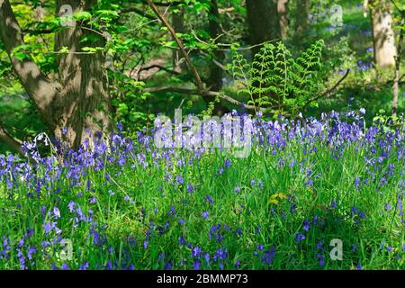 Bluebells in West Wood in Honley vicino Holmfirth, West Yorkshire, Inghilterra, Regno Unito. Foto Stock