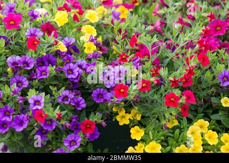 Miscela di fiori di petunia (Calibrachoa) in fiore colorati Foto Stock