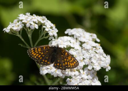 Bella farfalla di Heath fritillary (Melitaea athalia) nella natura selvaggia riposante sul fiore di prezzemolo della mucca. Foto Stock