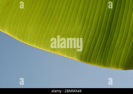 Struttura foglia di banana su sfondo blu cielo. Foto Stock