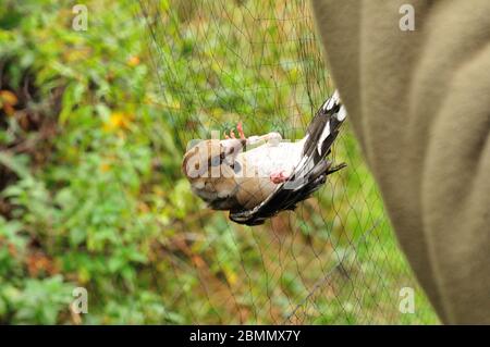 Hawfinch (Coccodraustes coccodraustes) in rete di nebbia Foto Stock