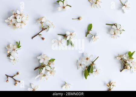 Piatto di ramoscelli di ciliegia selvaggi con giovani foglie verdi, infiorescenza con boccioli e fiori su sfondo azzurro. Primavera e fioritura. Foto Stock