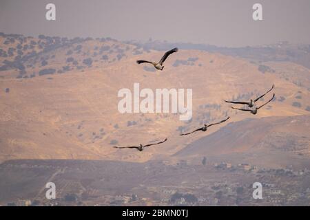 Un gregge di Pelican (Pelecanus onocrotalus) in volo. Questo uccello, conosciuto anche come il pellicano bianco orientale, vive in grandi colonie in Africa Foto Stock