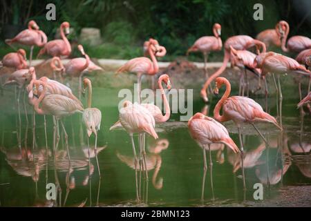 Brids a Singapore Foto Stock