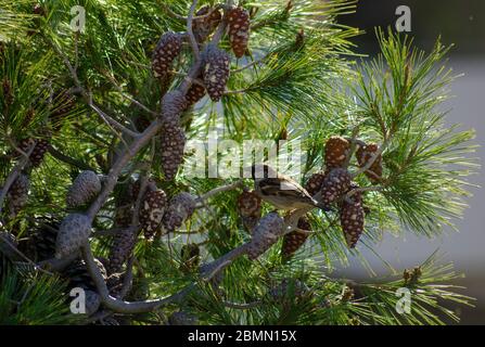 Casa eurasiatica Passero ( Passer domesticus ) su un pino Attica Grecia Foto Stock