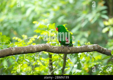 Brids a Singapore Foto Stock