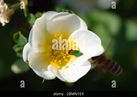 Il beetle verde impollinante su fiore bianco Foto Stock