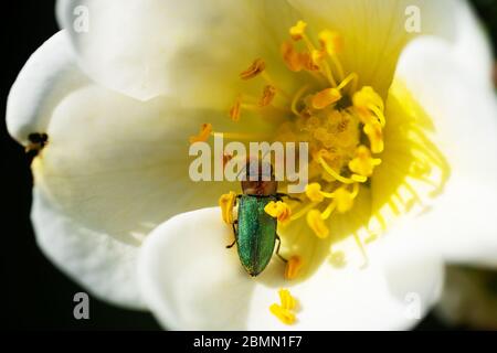 Il beetle verde impollinante su fiore bianco Foto Stock