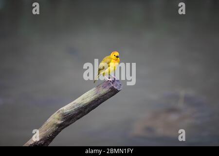 Brids a Singapore Foto Stock