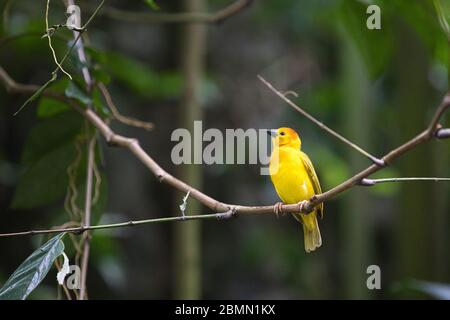 Brids a Singapore Foto Stock