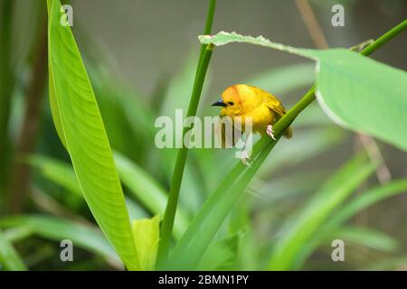 Brids a Singapore Foto Stock