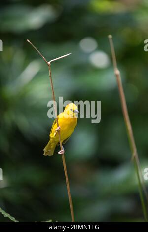 Brids a Singapore Foto Stock